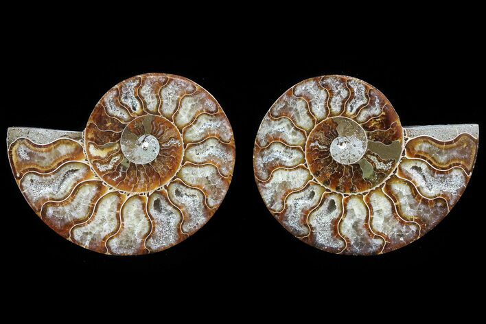 Cut & Polished Ammonite Fossil - Agatized #82296